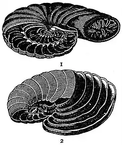 EB1911 Foraminifera - Modifications of Peneroplis.jpg