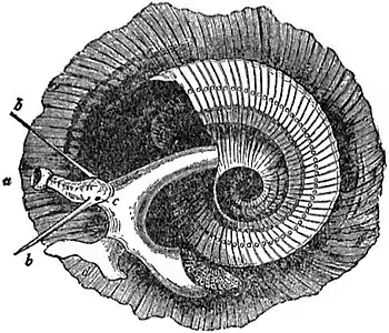 EB1911 Gastropoda - Animal and shell of Phorus exutus.jpg