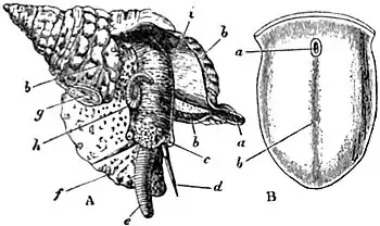 EB1911 Gastropoda - Triton variegatum (A) and Pyrula tuba (B).jpg