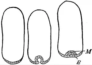 EB1911 Hexapoda - Formation of Germinal Layers.jpg
