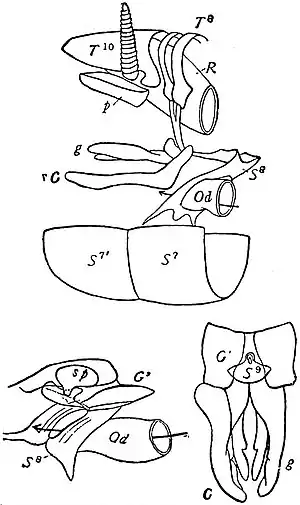 EB1911 Hexapoda - Hinder Abdominal Segment and Ovipositor of Female Cockroach.jpg