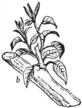 EB1911 Horticulture - Fig. 35.—Summer Pruning for Spurs.jpg