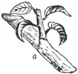 EB1911 Horticulture - Fig. 35a.—Summer Pruning for Spurs.jpg
