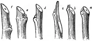 EB1911 Horticulture - Fig. 36.—Cuts—Good and Bad.jpg