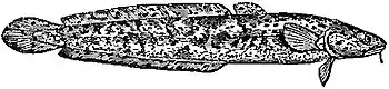 EB1911 Ichthyology - Burbot with jugular ventral fins.jpg