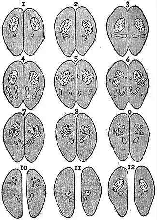EB1911 Infusoria - Changes during Conjugation in Ciliata.jpg