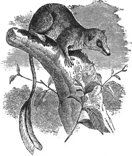 EB1911 Insectivora — Fig. 1. Pen-tailed Tree-Shrew (Ptilocercus lowii).jpg