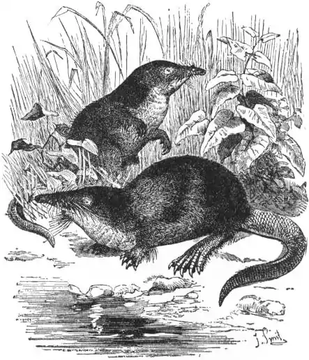 EB1911 Insectivora — Fig. 4.—Russian Desman (Myogale moschata).jpg