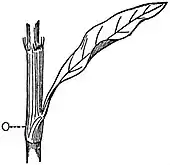 EB1911 Leaf - Leaf of Polygonum, with part of stem.jpg