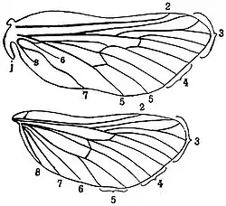 EB1911 Lepidoptera - Wing-neuration of a Swift Moth.jpg
