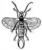 EB1911 Orthoptera - Common Earwig.jpg