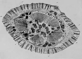 EB1911 Paleobotany - Lyginodendron oldhamium - stem.jpg