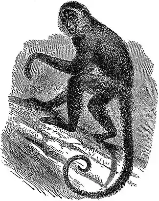 EB1911 Primates - Geoffroy's Spider-Monkey.jpg