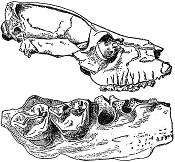 EB1911 Primates - Skull and Hinder Right Upper Cheek-teeth of Megaladapis madagascariensis.jpg
