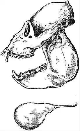 EB1911 Primates - Skull and Hyoid-bone of a Howler-Monkey.jpg