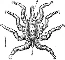 EB1911 Pycnogonida - Male of Pycnogonum littorale (dorsal).jpg