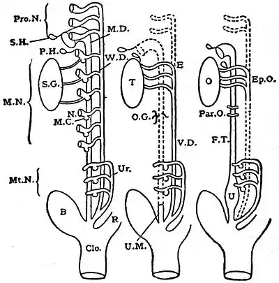 EB1911 Reproductive System, in Anatomy - formation of the genito-urinary apparatus.jpg