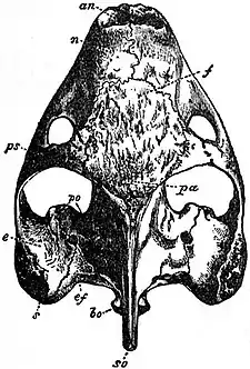 EB1911 Reptiles - Dorsal aspect of skull of Testudo tabulata.jpg
