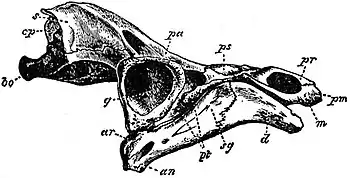 EB1911 Reptiles - Lateral Aspect of Skull of Chelys matamata.jpg
