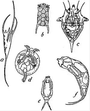 EB1911 Rotifera - Loricate Rotifers.jpg