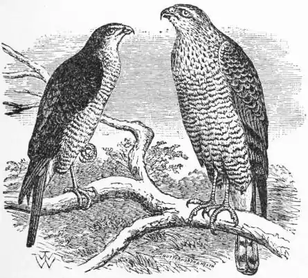 EB1911 Sparrow-Hawk.jpg