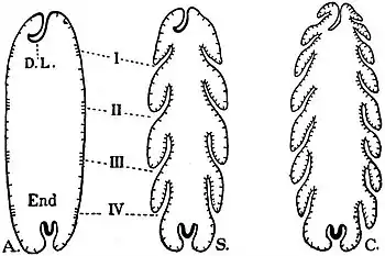 EB1911 Tunicata - Typical Branchial Sacs.jpg