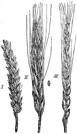 EB1911 Wheat - Beardless, Polish and Spelt wheat.jpg