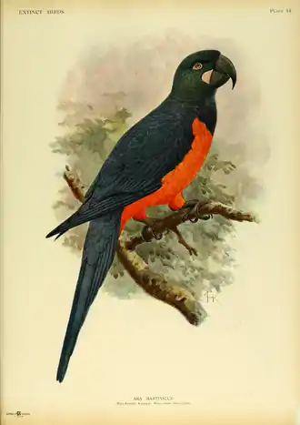 Extinctbirds1907 P14 Ara martinicus0309.png