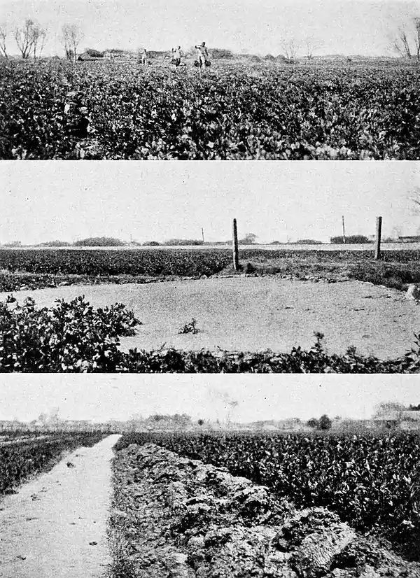 Farmers of forty centuries - Distributing canal mud.jpg