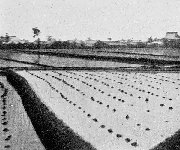 Farmers of forty centuries - Distribution of old stubble to serve as fertilizer (Japan).jpg