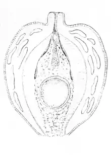 Makers of British botany, Plate 16, left figure (Plate from Griffith's Notulae).png