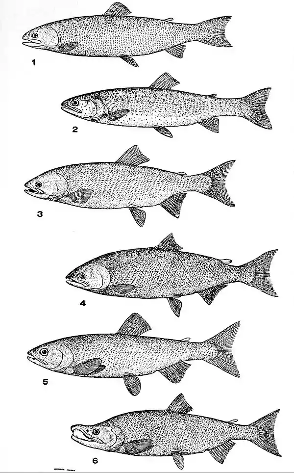 NIE 1905 Salmon - salmon and trout (western).jpg