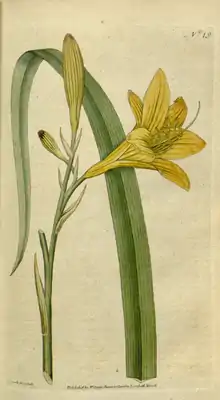 The Botanical Magazine, Plate 19 (Volume 1, 1787).png