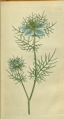 The Botanical Magazine, Plate 22 (Volume 1, 1787).png