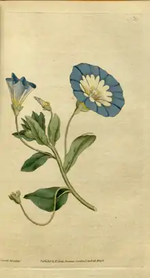 The Botanical Magazine, Plate 27 (Volume 1, 1787).png