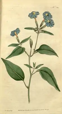The Botanical Magazine, Plate 34 (Volume 1, 1787).png