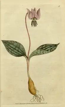 The Botanical Magazine, Plate 5 (Volume 1, 1787).png