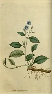 The Botanical Magazine, Plate 7 (Volume 1, 1787).png