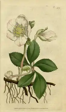 The Botanical Magazine, Plate 8 (Volume 1, 1787).png