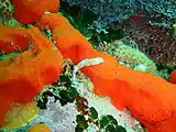 Cape dorid nudibranchs on a sponge