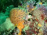 Invertebrate reef assemblage